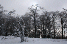 Zamrzlé stromy